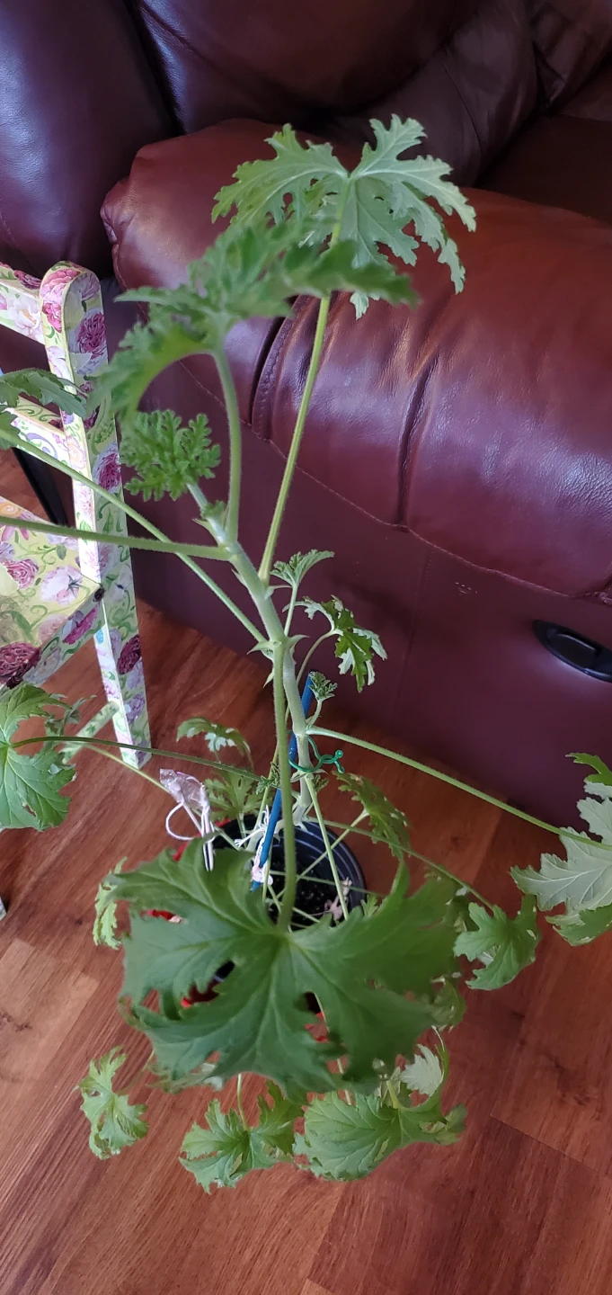 Citronella Plant - photo 2