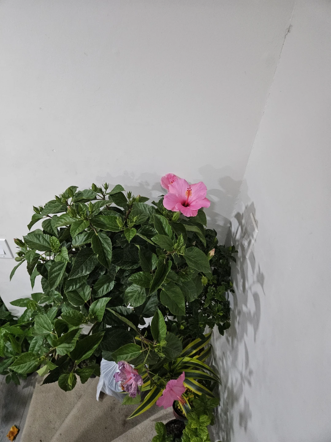 Pink Hibiscus Plant standard 🌱
