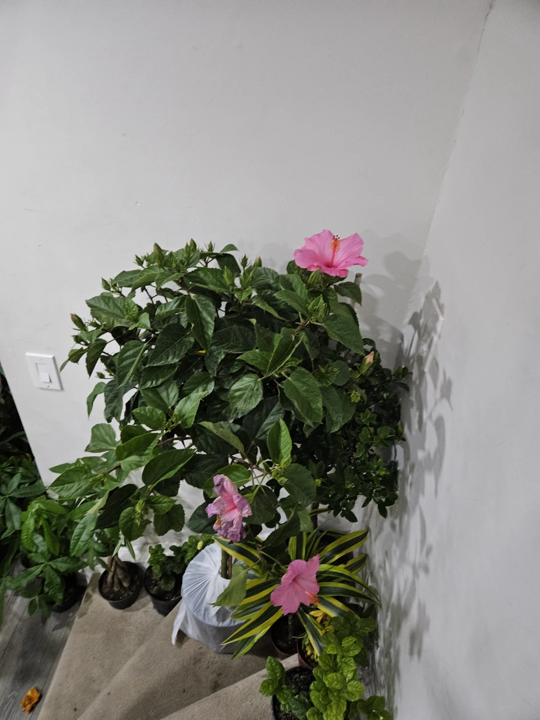 Pink Hibiscus Plant standard 🌱 - photo 2