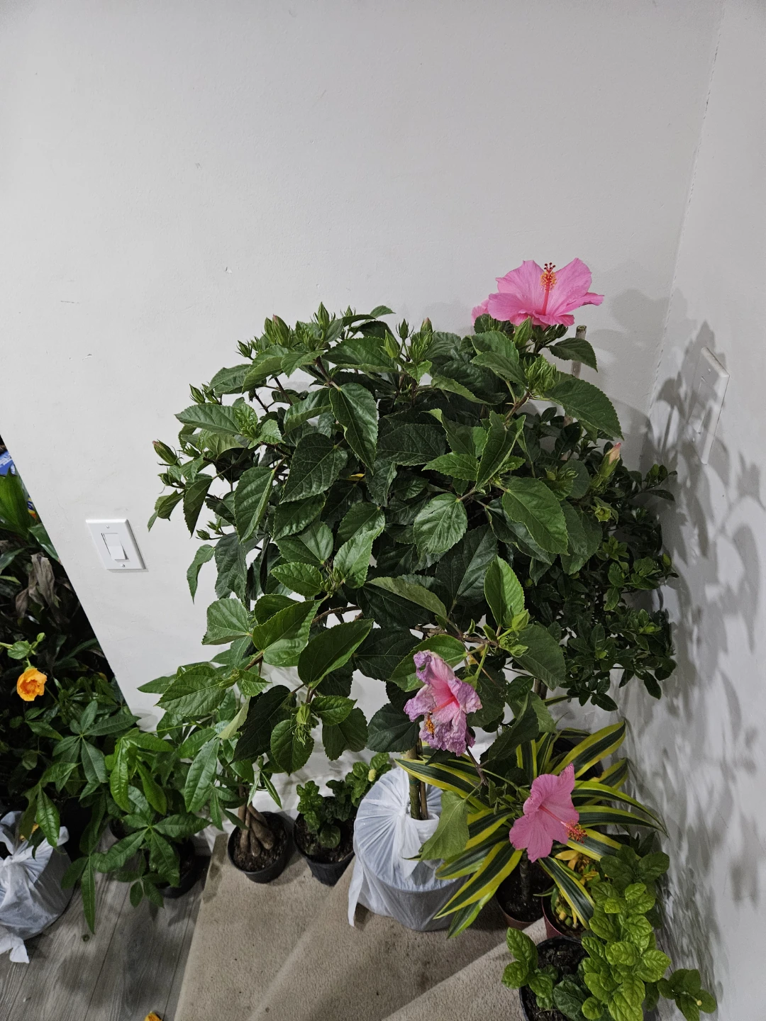 Pink Hibiscus Plant standard 🌱 - photo 3