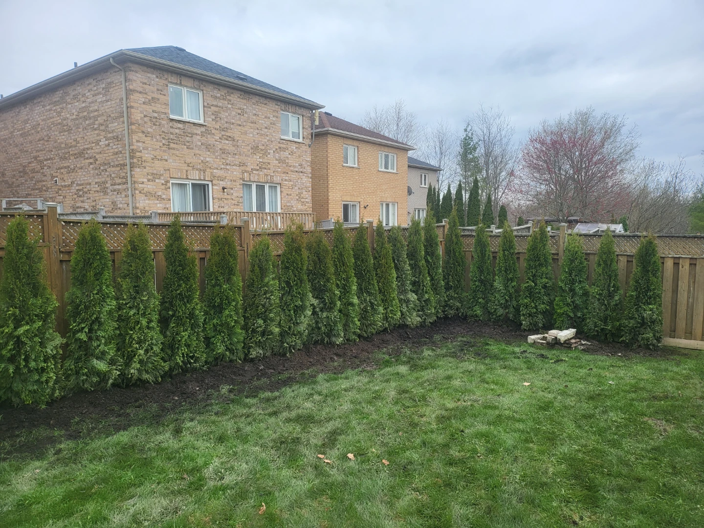 Arborvitae Trees
