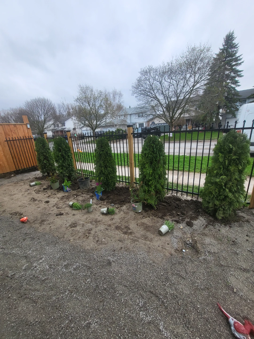 Arborvitae Trees - photo 2