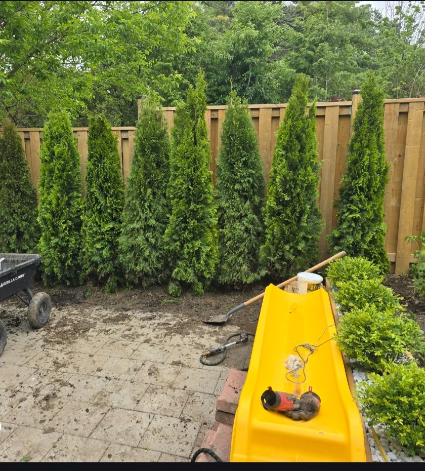 Arborvitae Trees - photo 3