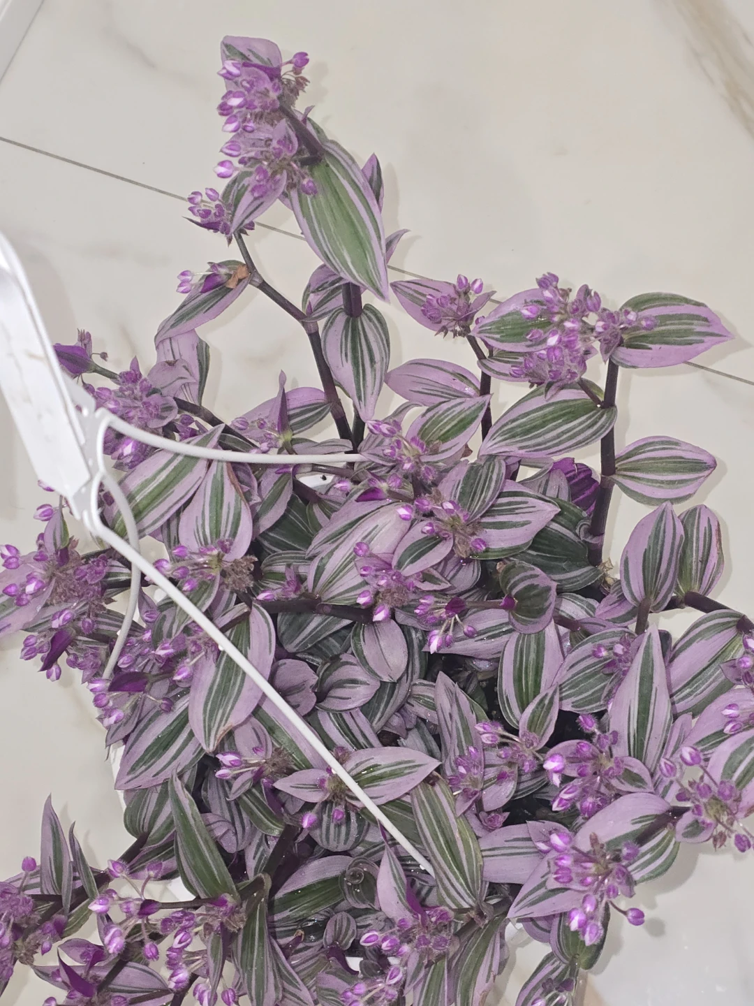Tradescantia Nanouk 8"hanging baskets