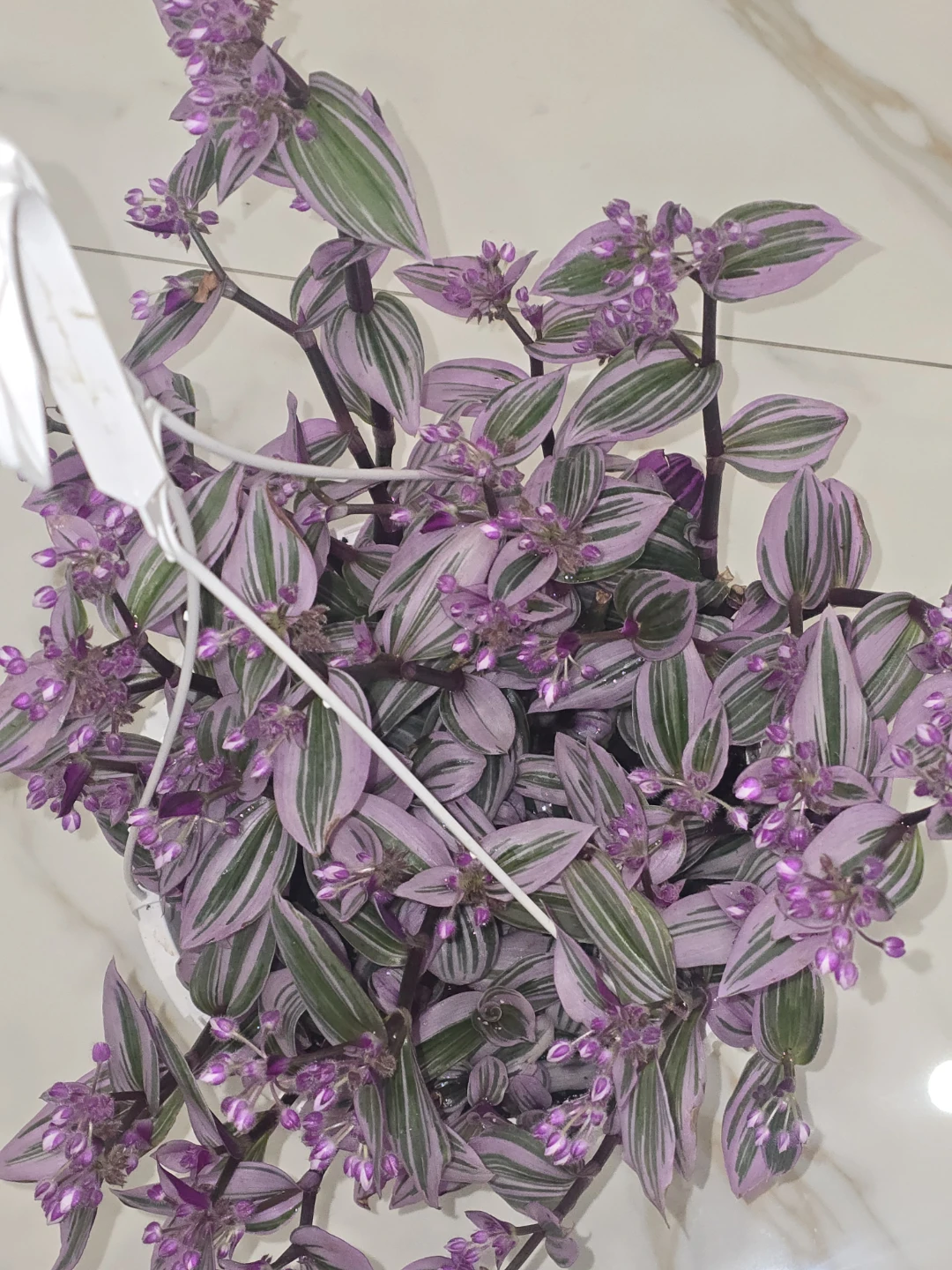 Tradescantia Nanouk 8"hanging baskets - photo 2