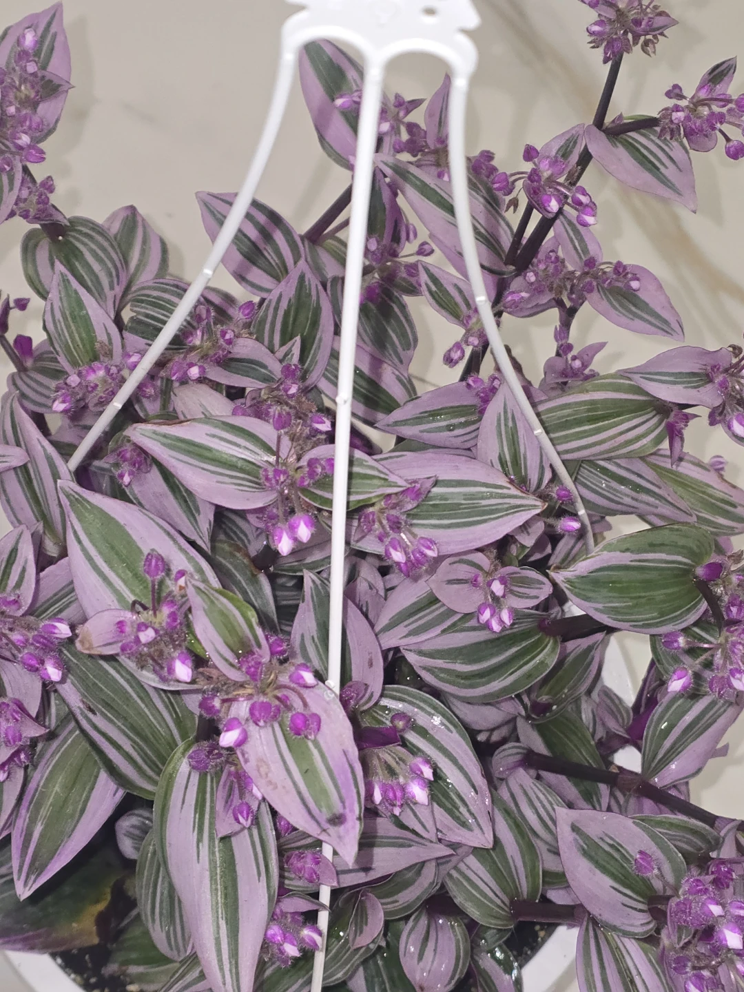 Tradescantia Nanouk 8"hanging baskets - photo 3