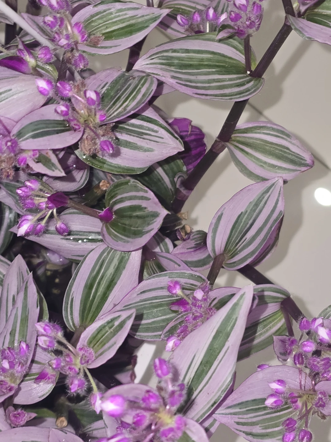 Tradescantia Nanouk 8"hanging baskets - photo 4