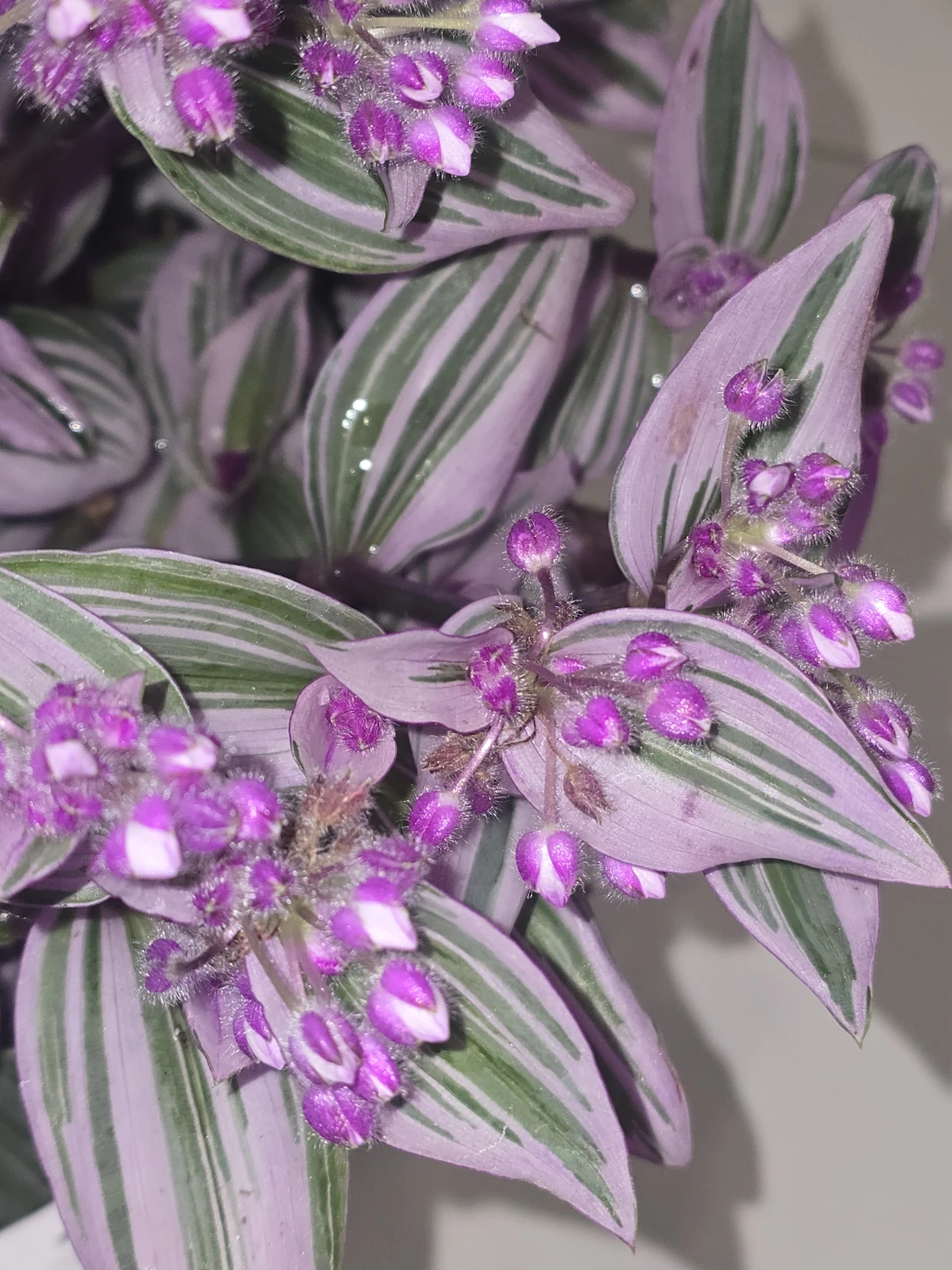 Tradescantia Nanouk 8"hanging baskets - photo 5