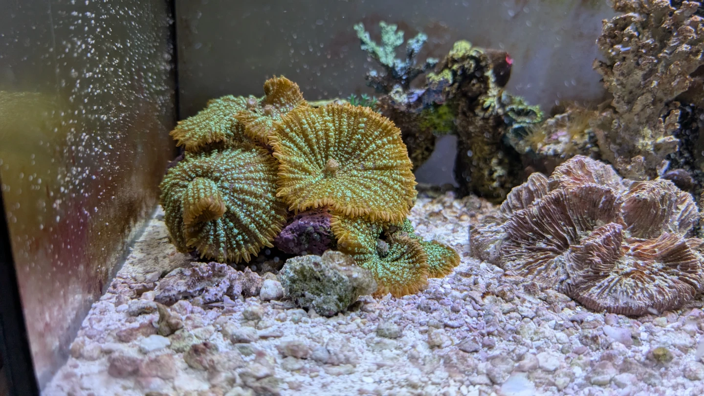 Mushroom Coral - Green and Orange
