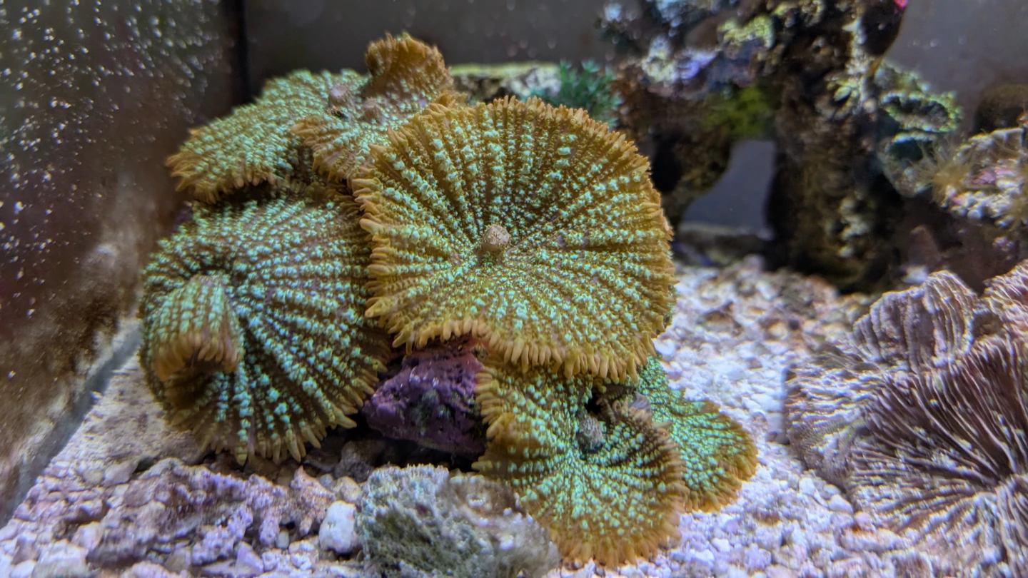 Mushroom Coral - Green and Orange - photo 2
