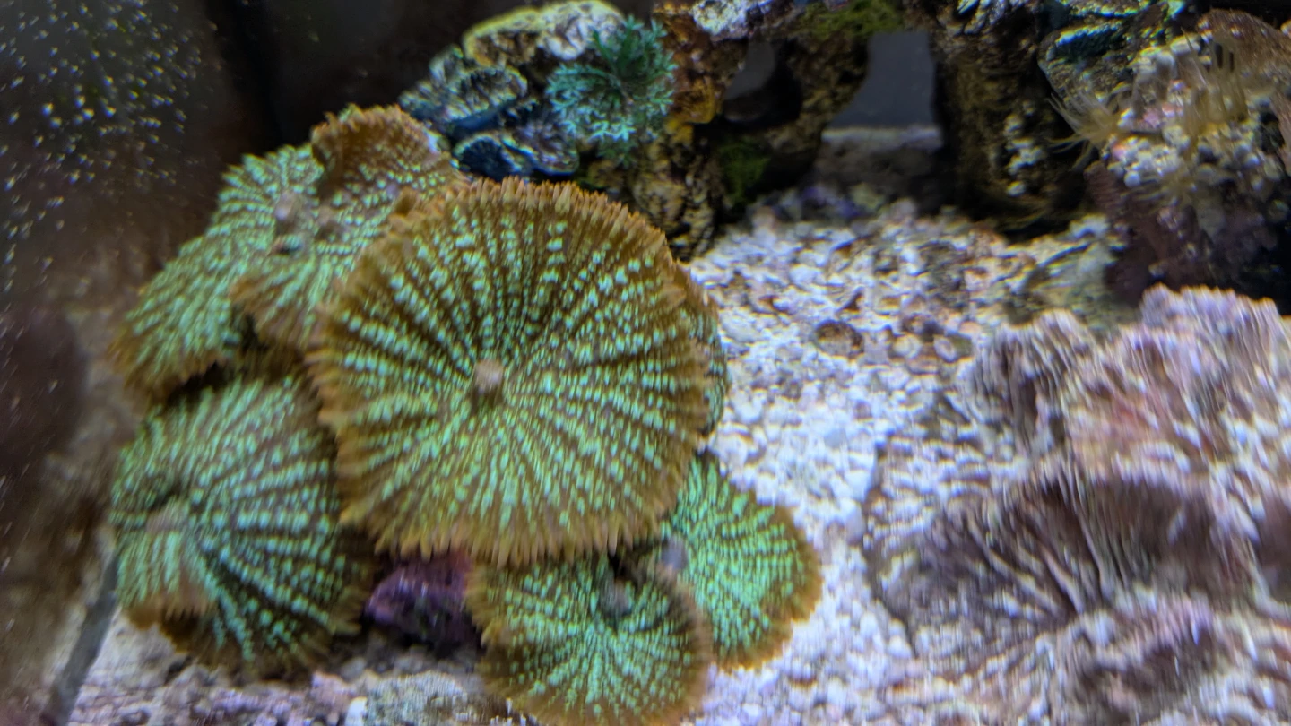 Mushroom Coral - Green and Orange - photo 3
