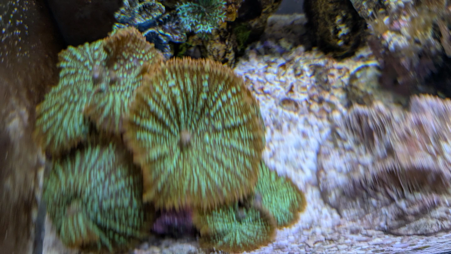Mushroom Coral - Green and Orange - photo 4