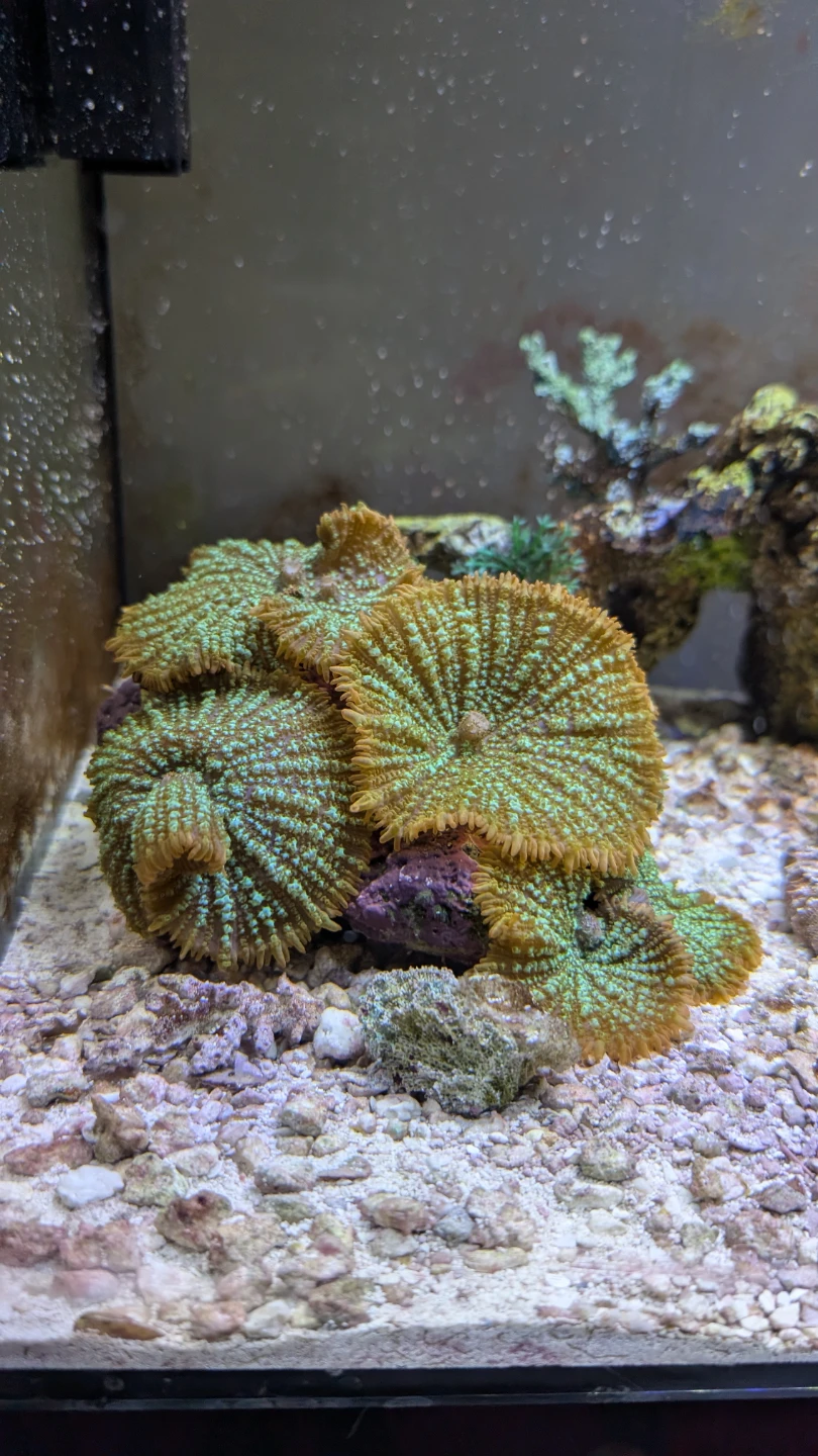 Mushroom Coral - Green and Orange - photo 5