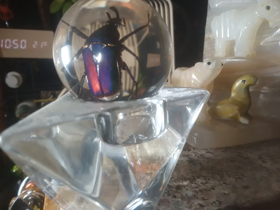 Glass paperweight with preserved beetle