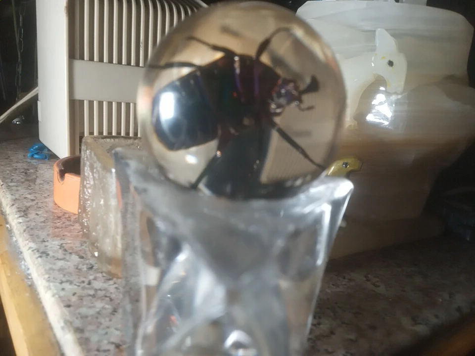Glass paperweight with preserved beetle - photo 2