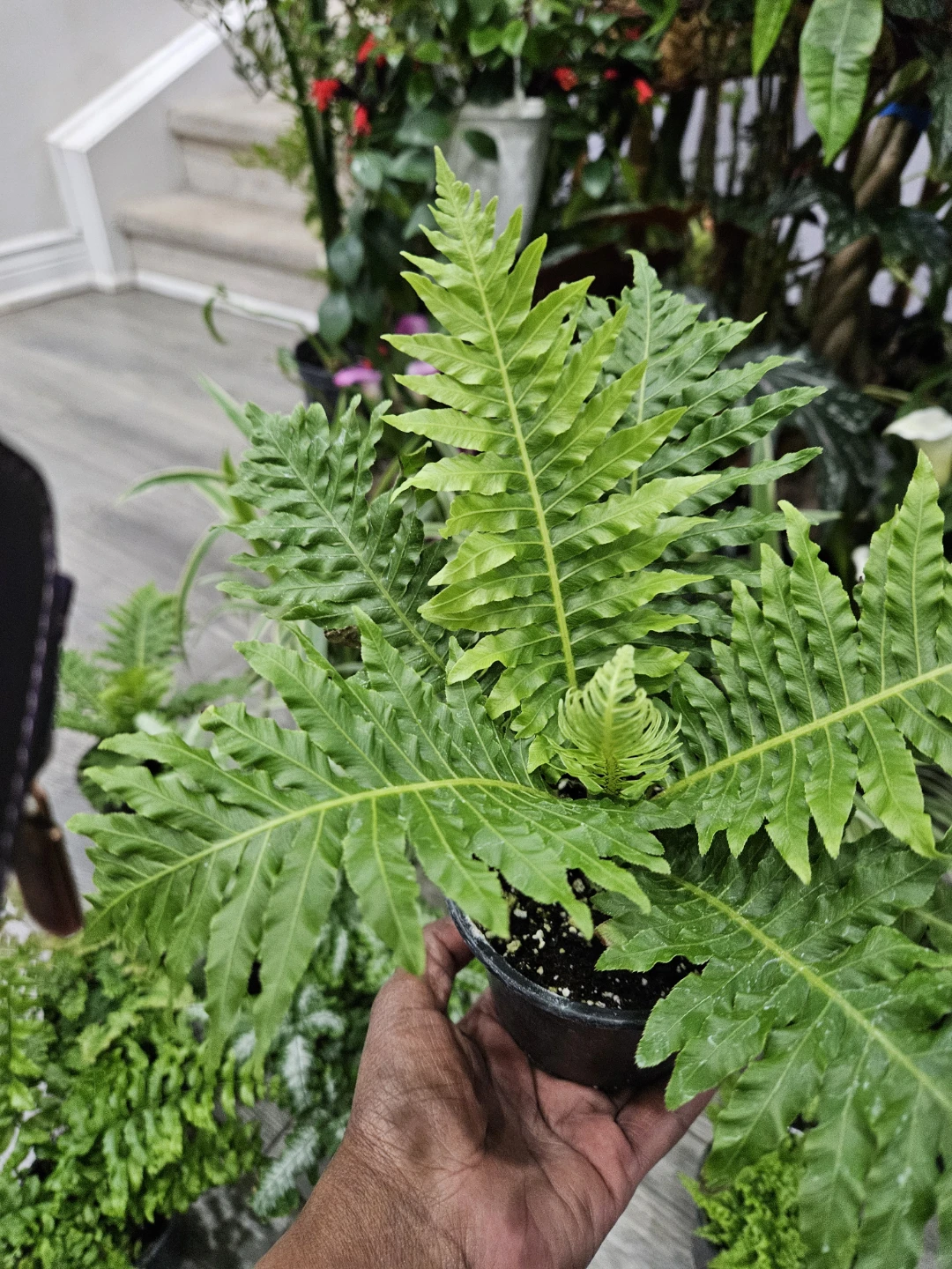 Fern Plant in Pot