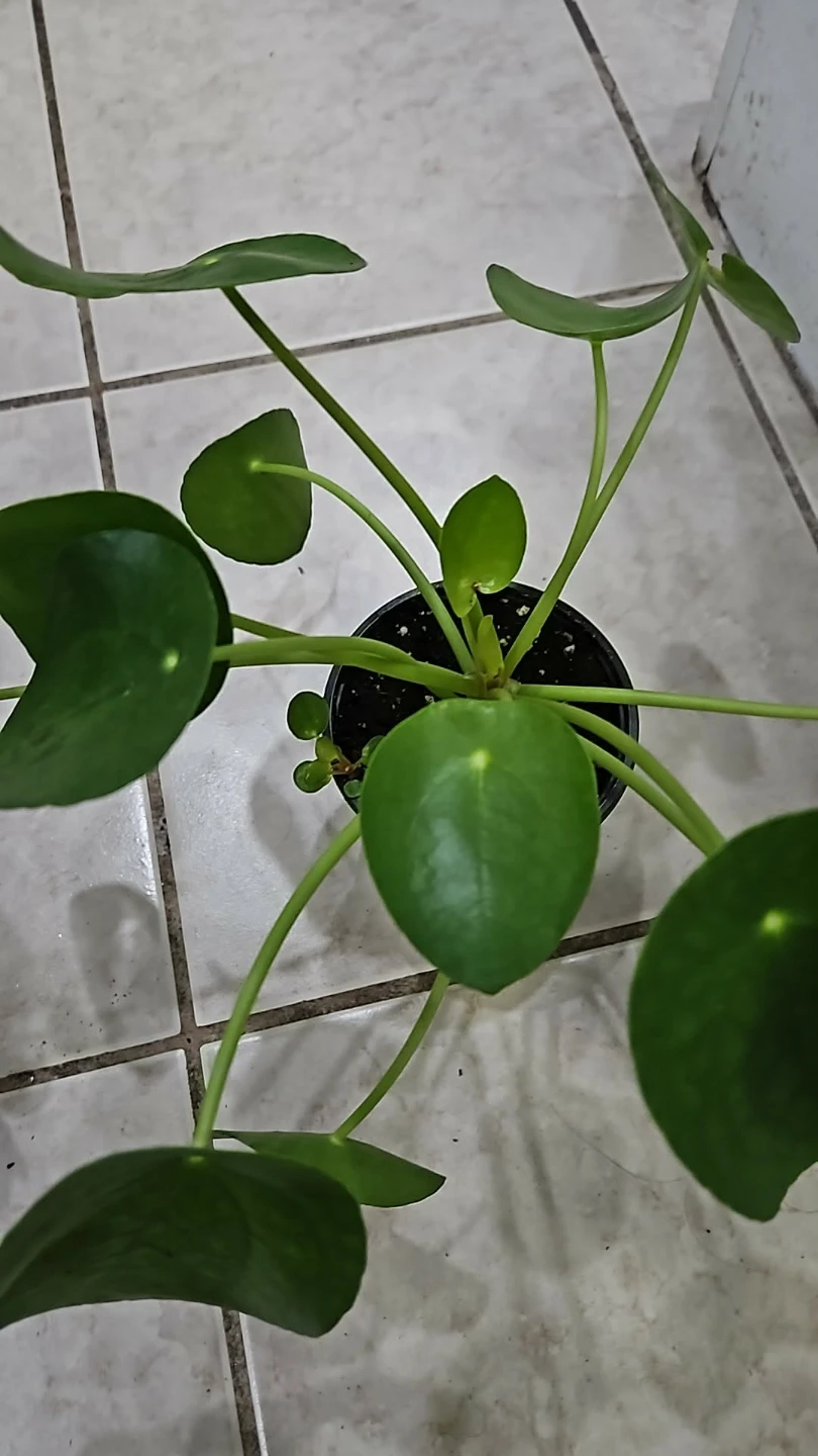 Pilea Peperomioides Plant