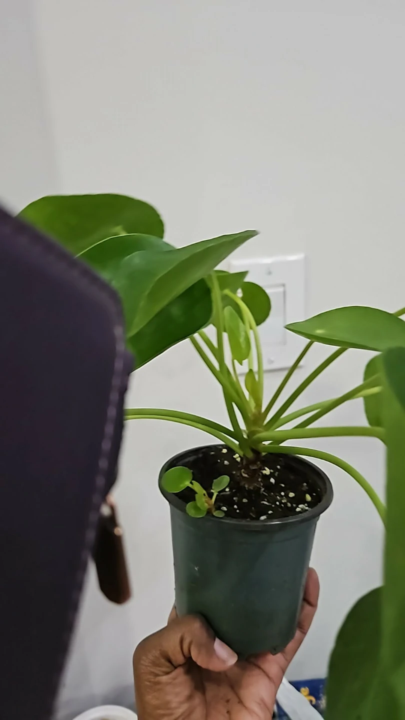 Pilea Peperomioides Plant - photo 3