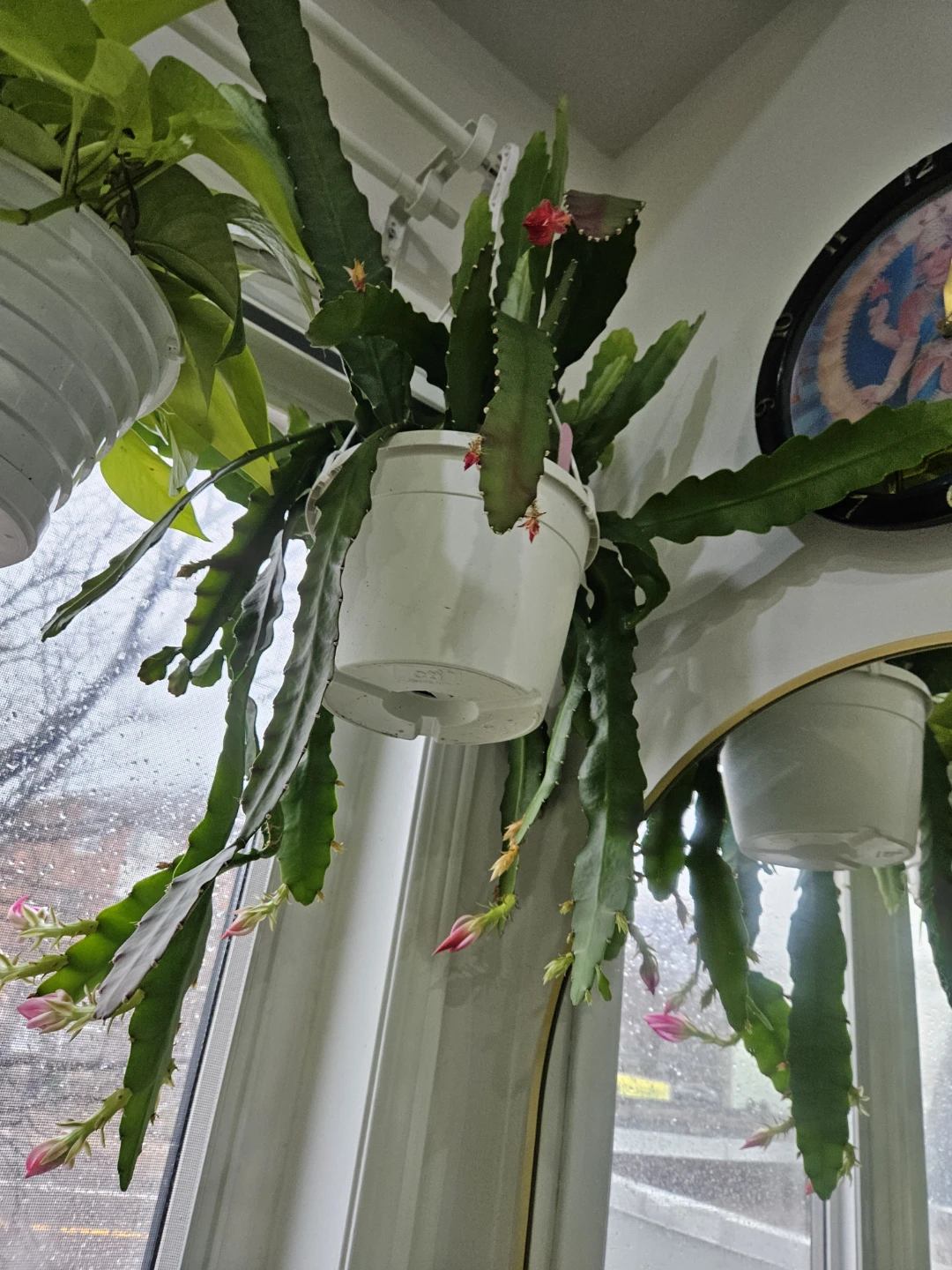 Flowering Orchid Cactus Plant in White Pot