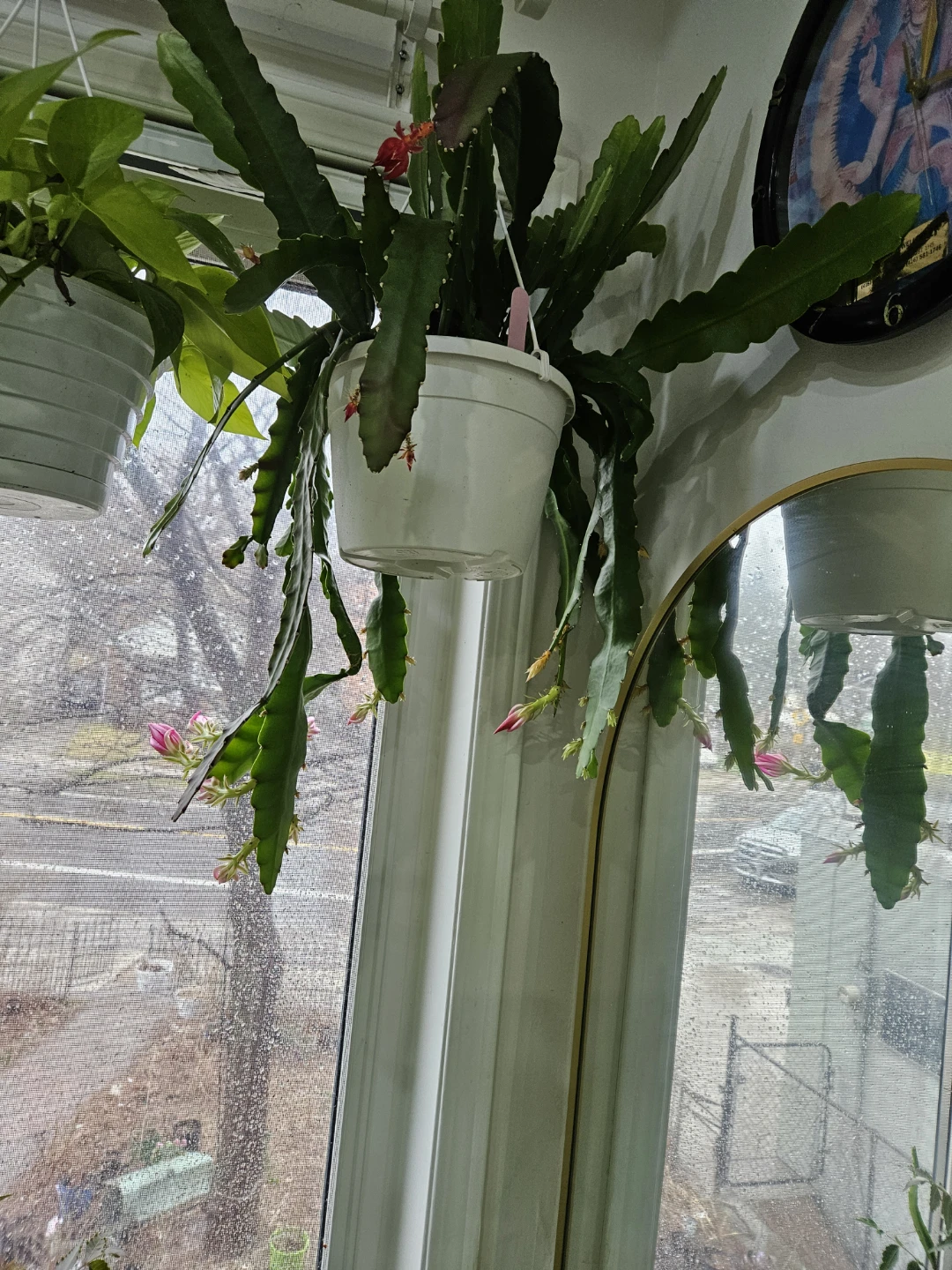 Flowering Orchid Cactus Plant in White Pot - photo 2