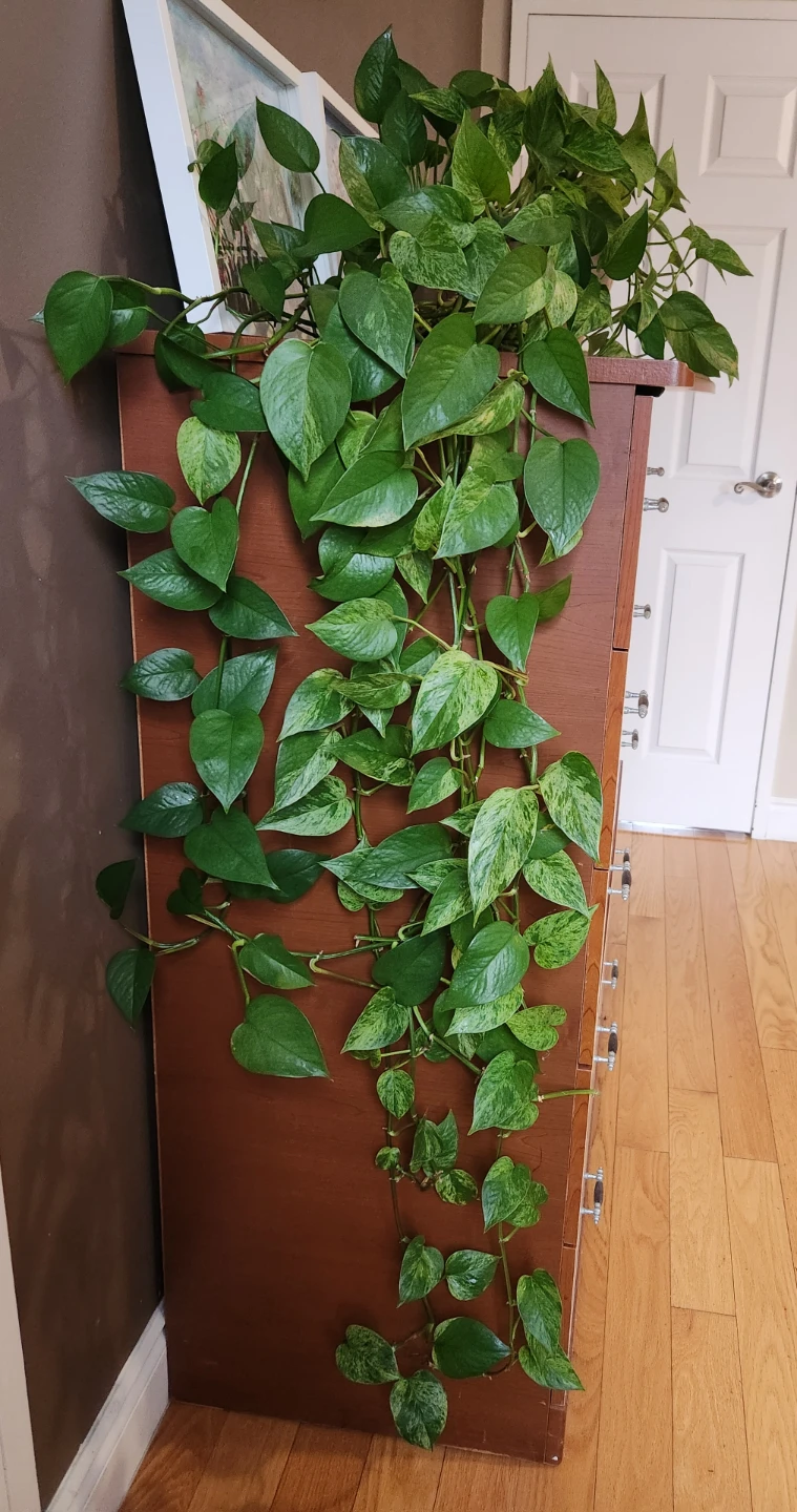 Marble Queen Pothos Plant - photo 2