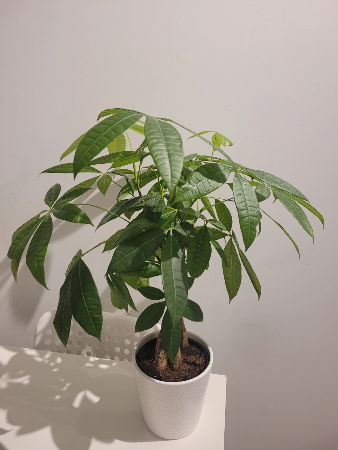 Money Tree Plant in White Planter
