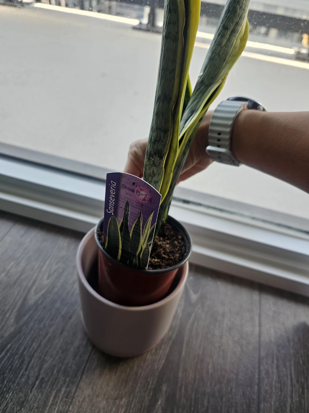 Snake Plant in Pink Pot