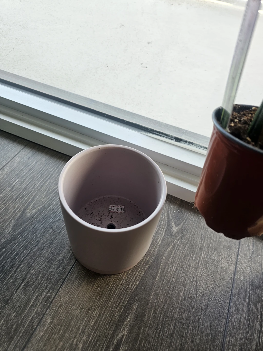 Snake Plant in Pink Pot - photo 3