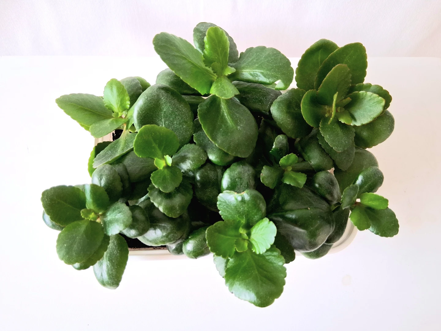 🌱 Kalanchoe 🌻