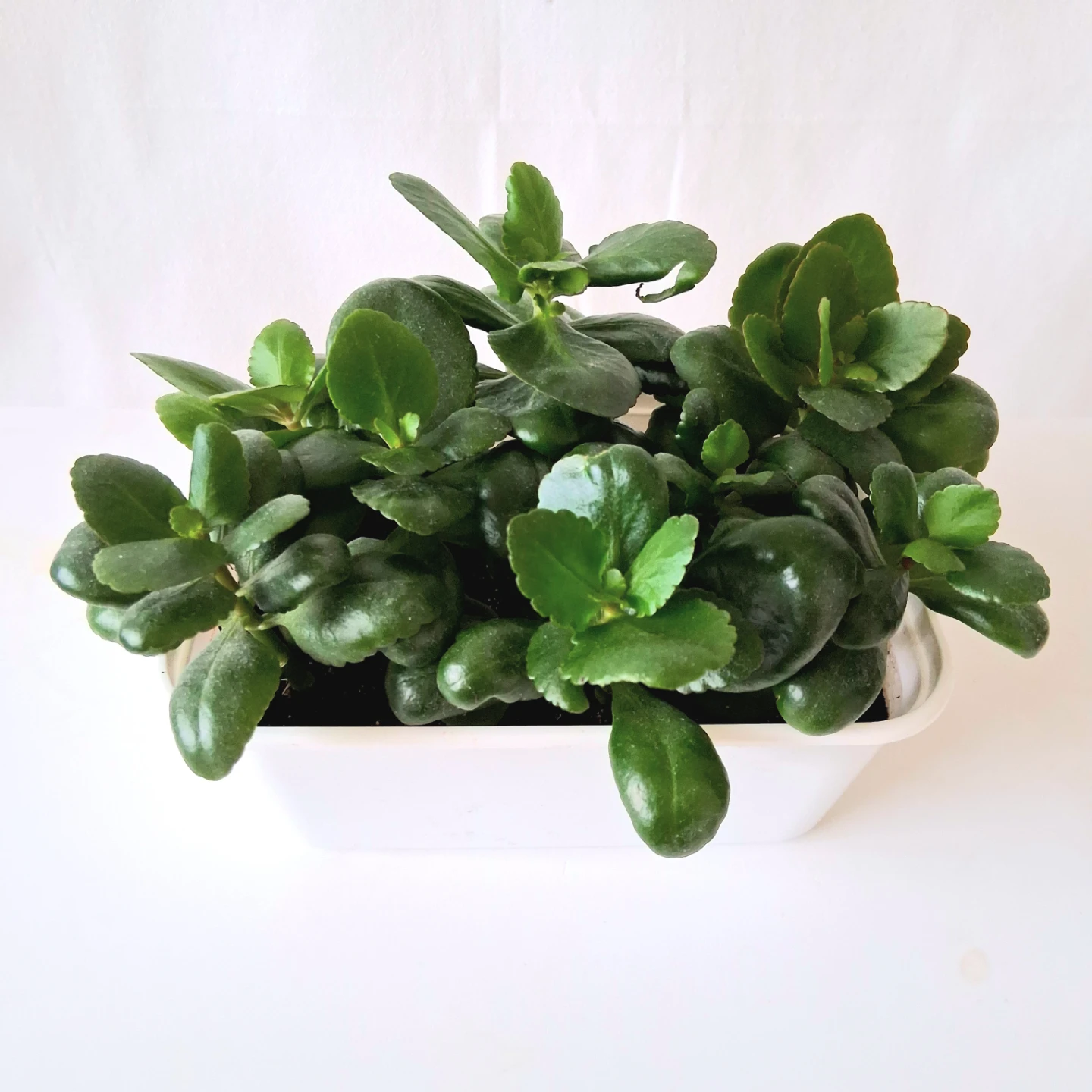 🌱 Kalanchoe 🌻 - photo 2