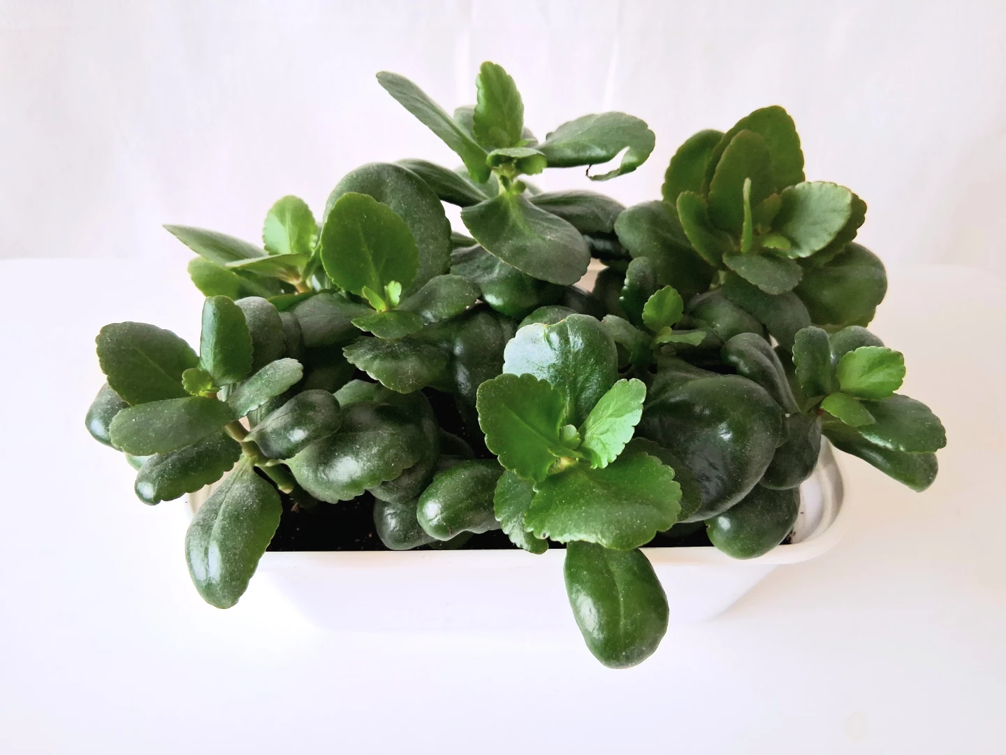🌱 Kalanchoe 🌻 - photo 3