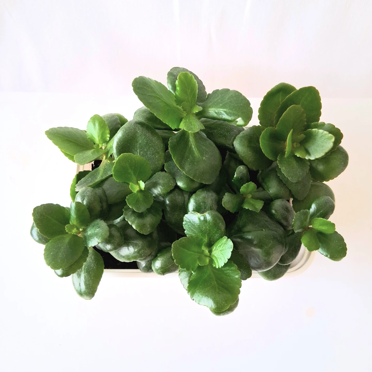 🌱 Kalanchoe 🌻 - photo 4