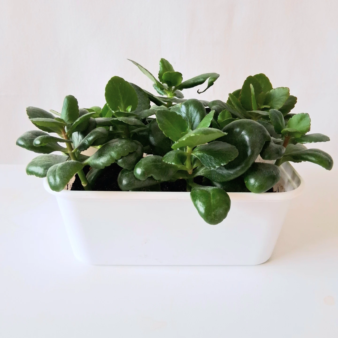 🌱 Kalanchoe 🌻 - photo 5