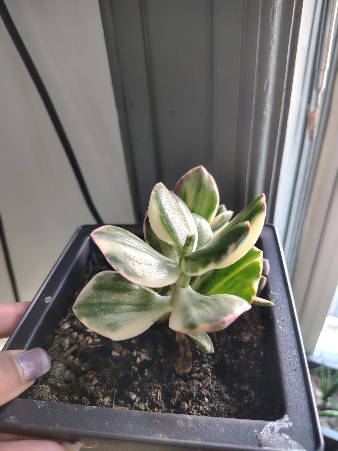 Variegated Jade Plant - photo 2