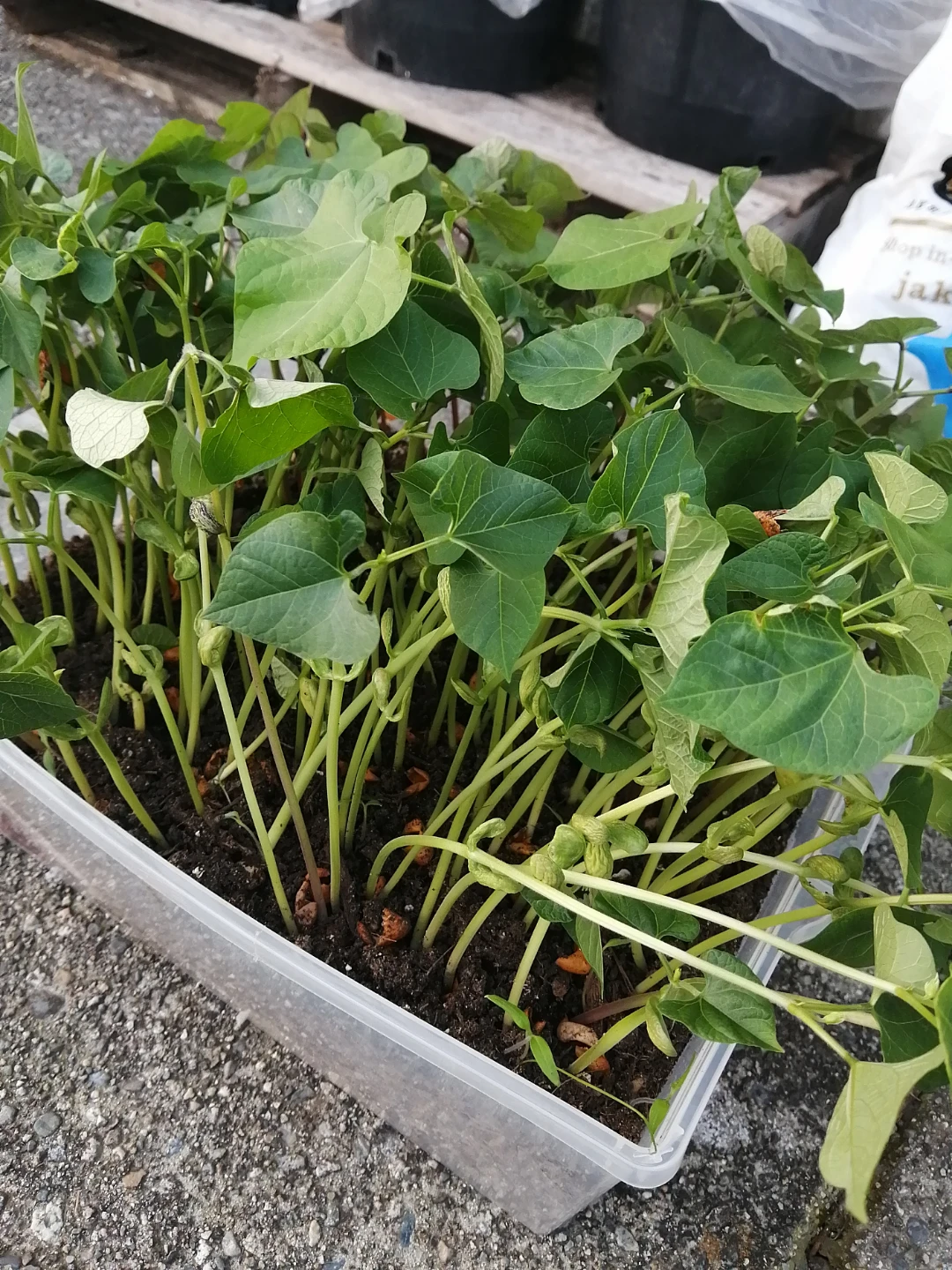 Assorted vegetable seedlings