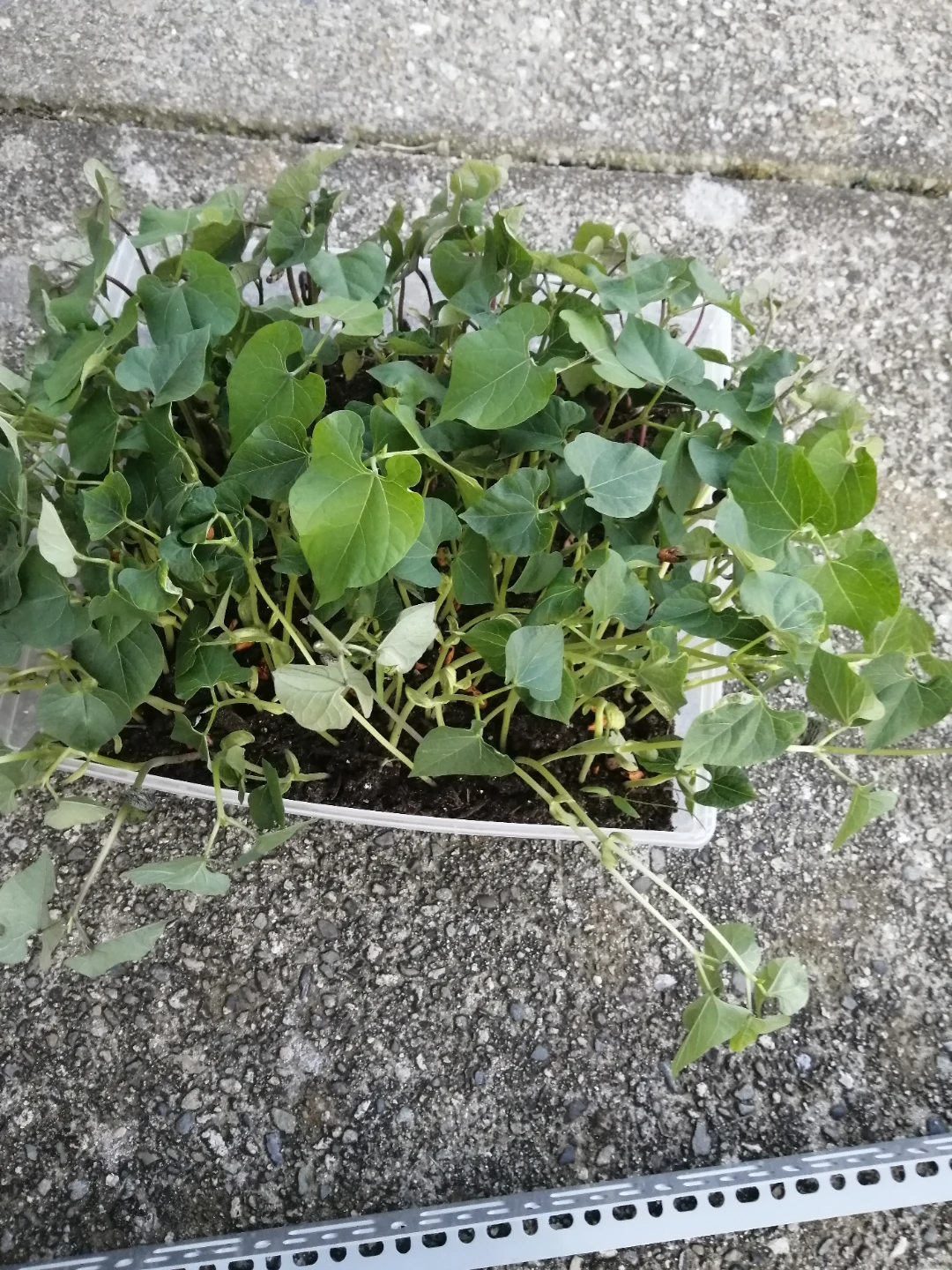 Assorted vegetable seedlings - photo 2