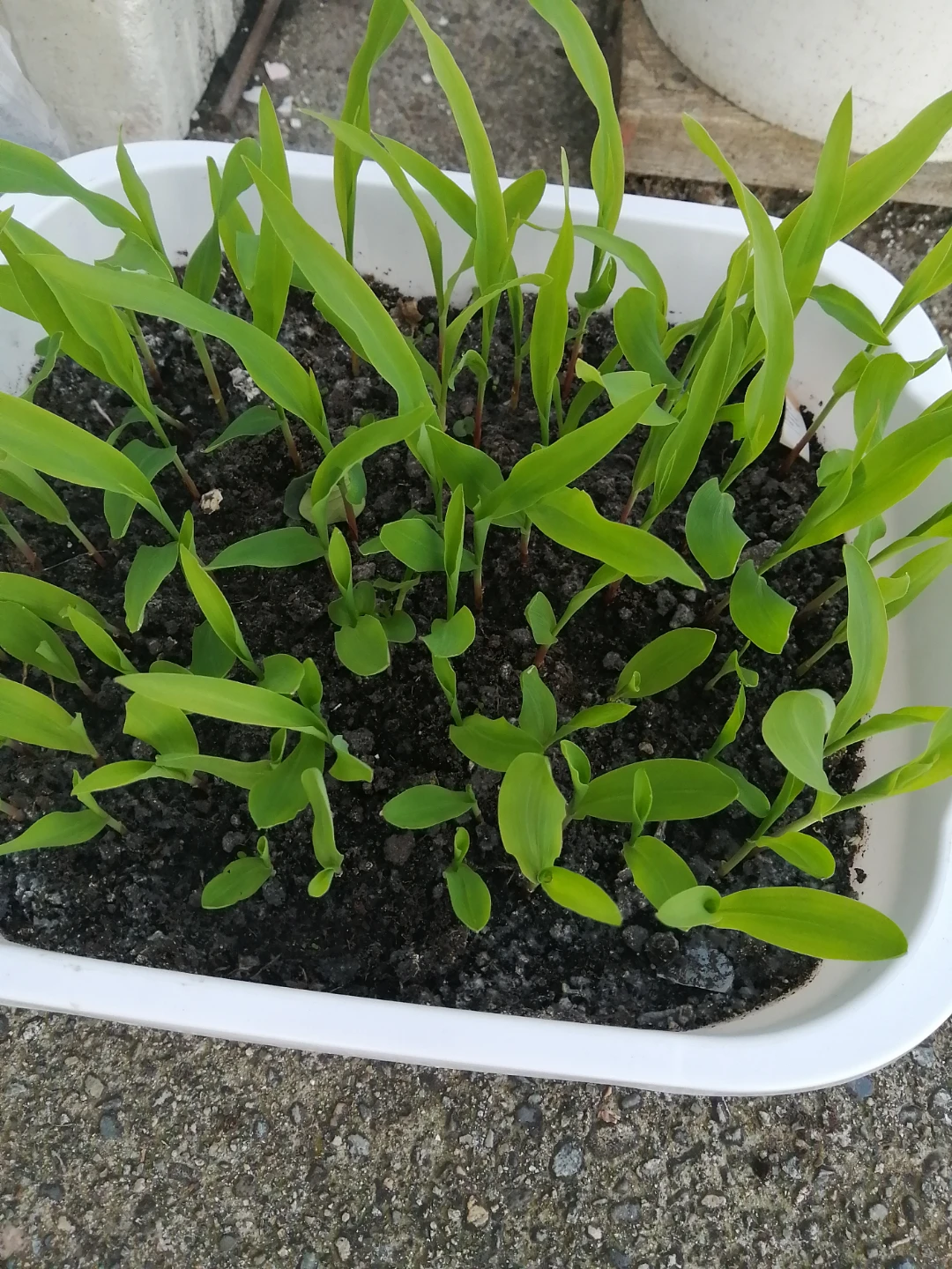 Assorted vegetable seedlings - photo 3