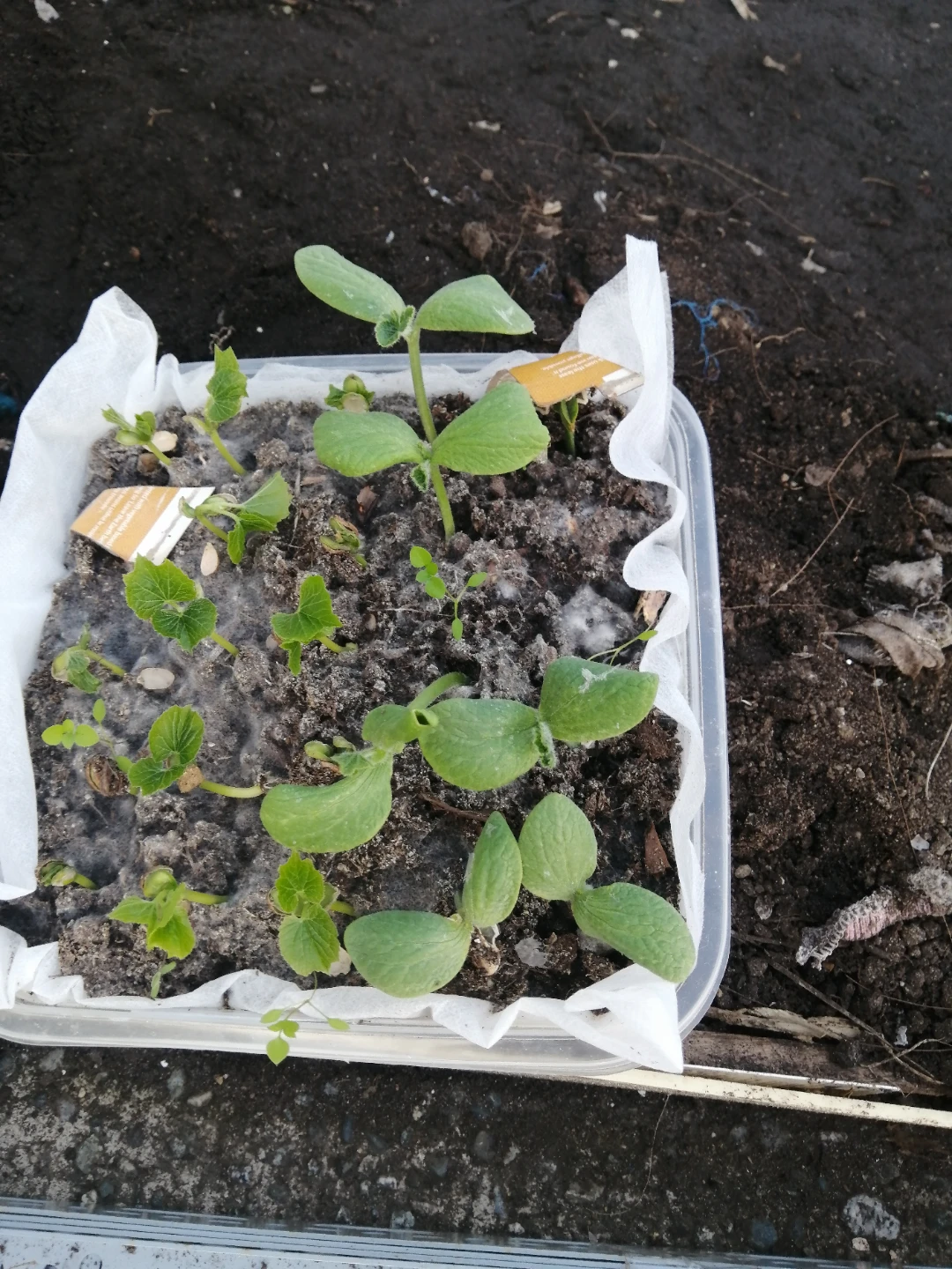 Assorted vegetable seedlings - photo 4
