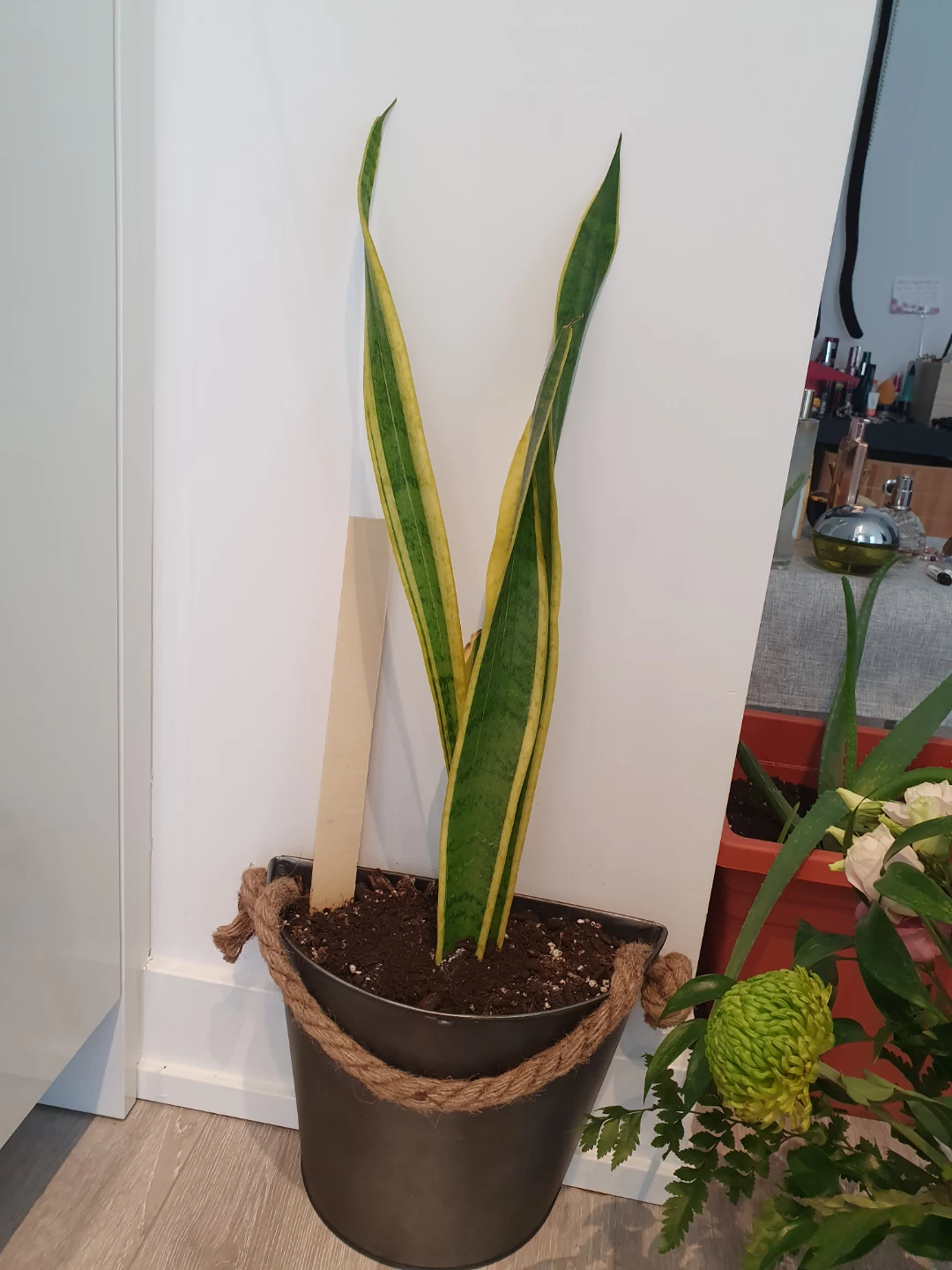 Snake Plants