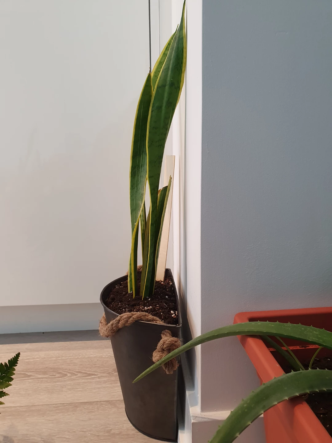 Snake Plants - photo 2