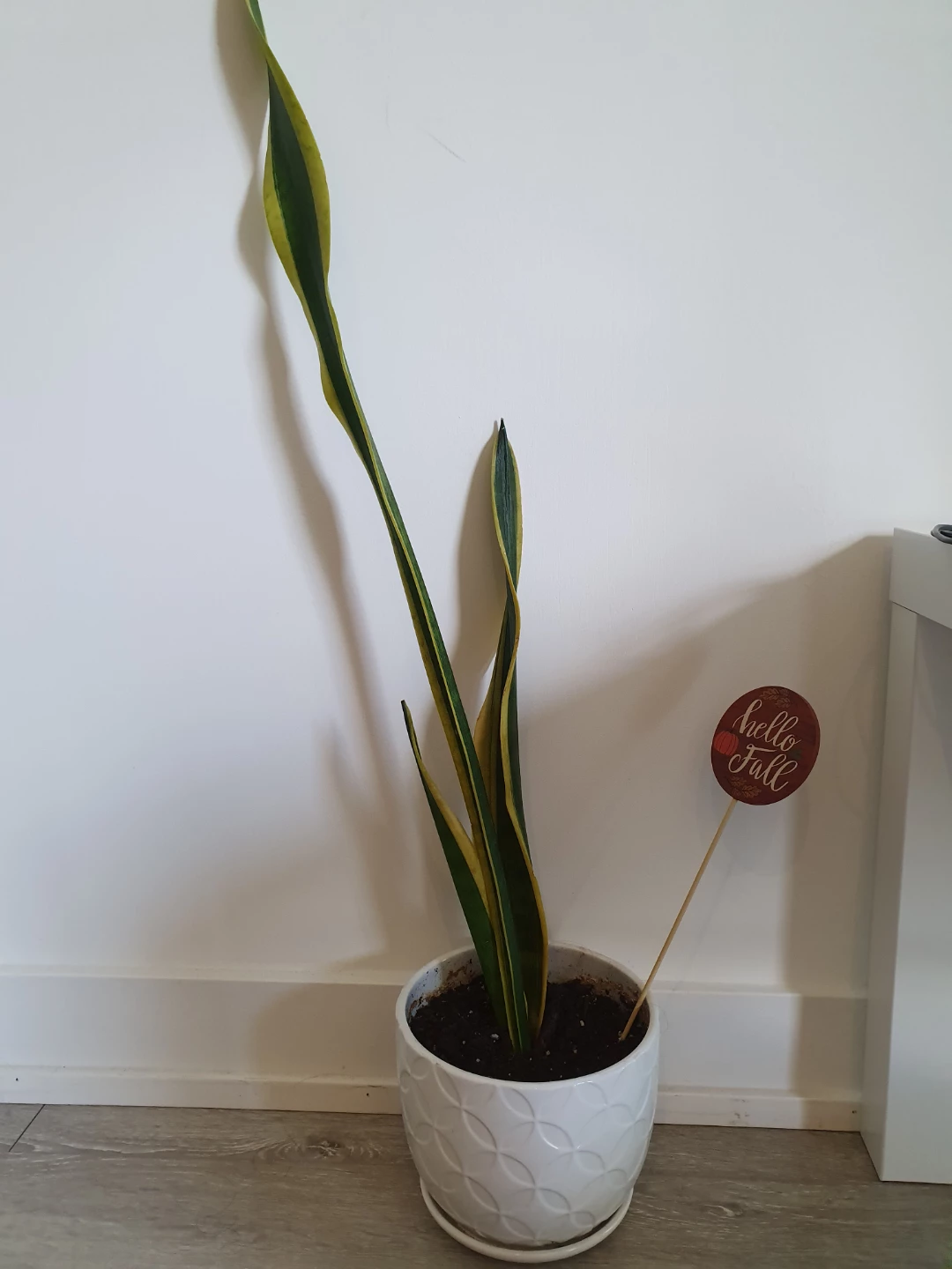 Snake Plants - photo 3