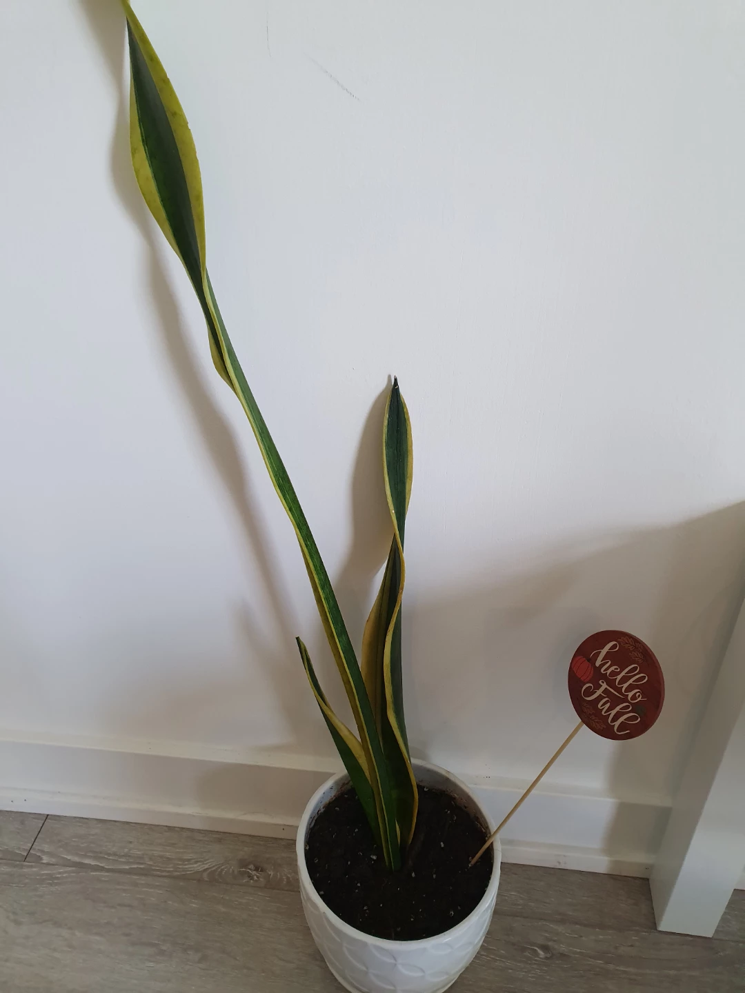 Snake Plants - photo 4