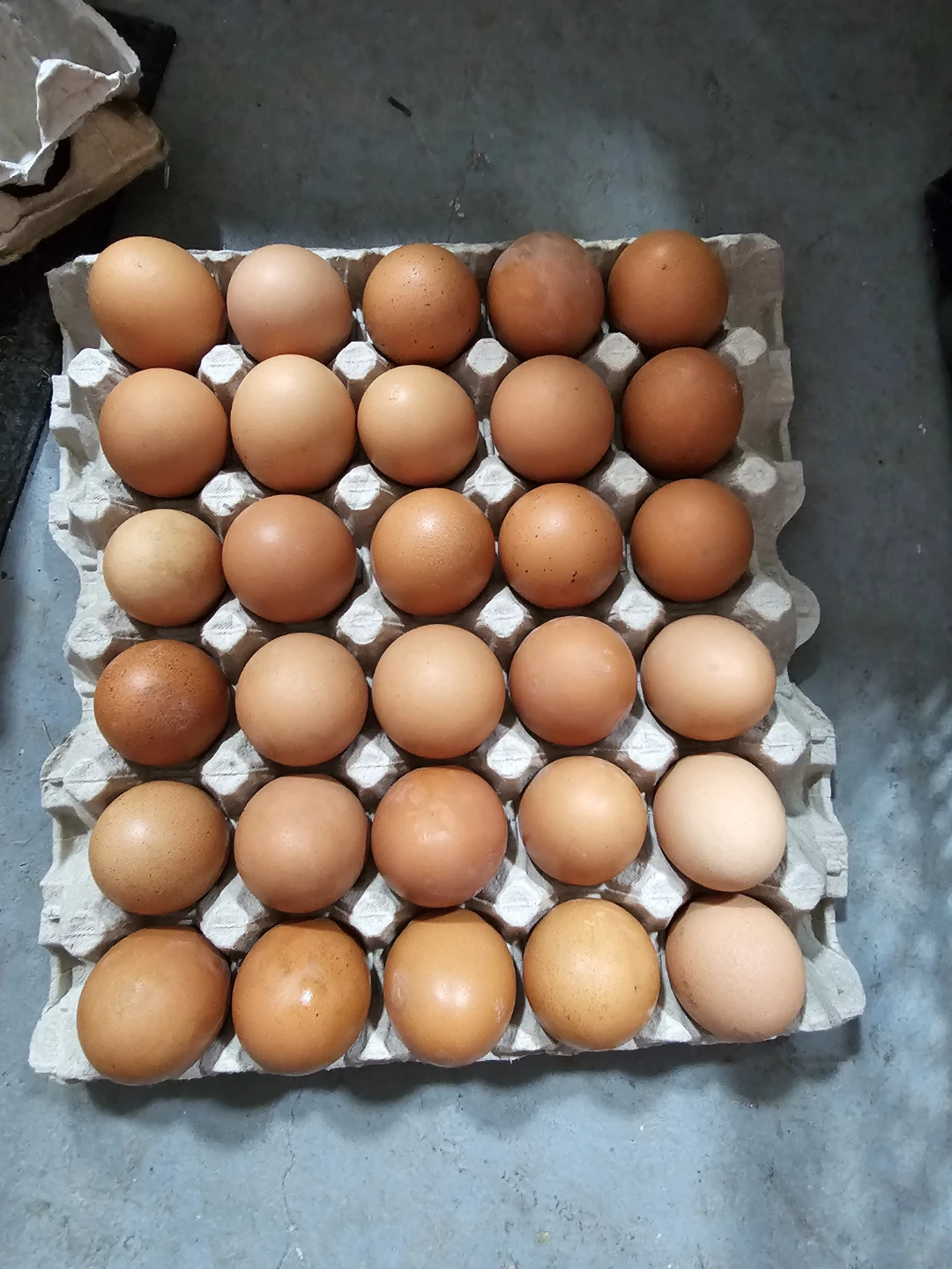 30 fresh Brown Eggs in Carton