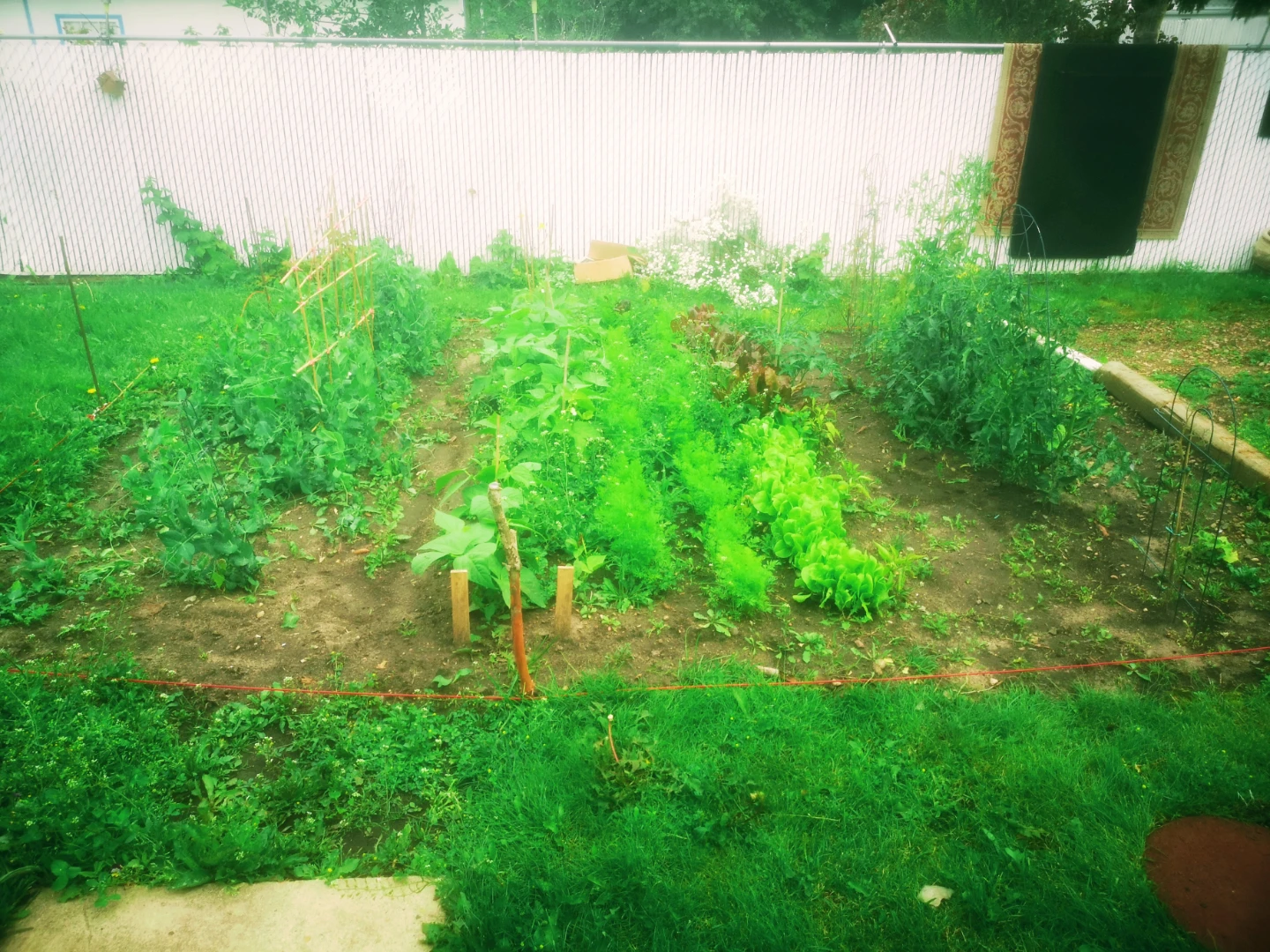 Yard clean up and gardening for hire - photo 4