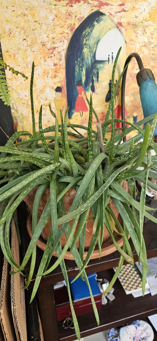 Aloe Vera Plant in Terracotta Pot
