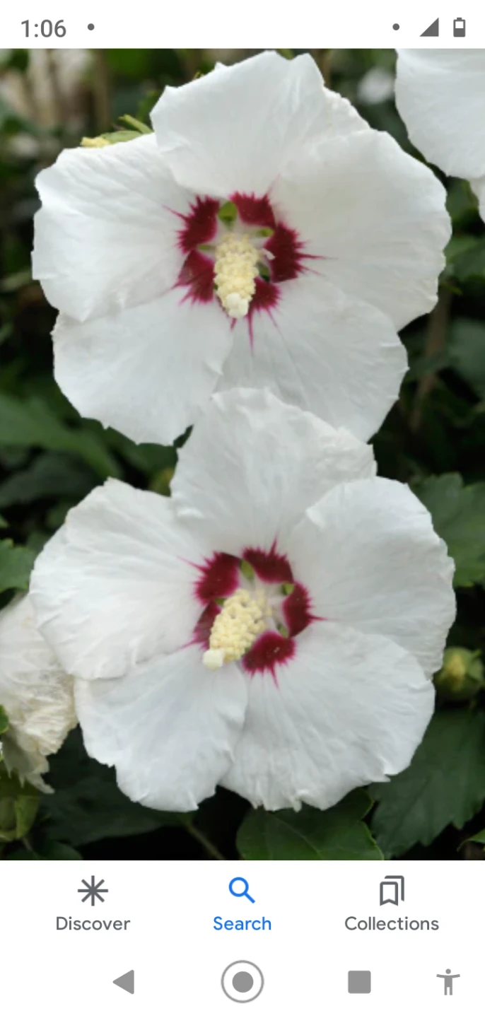 BOGO Rose of Sharon Hibiscus