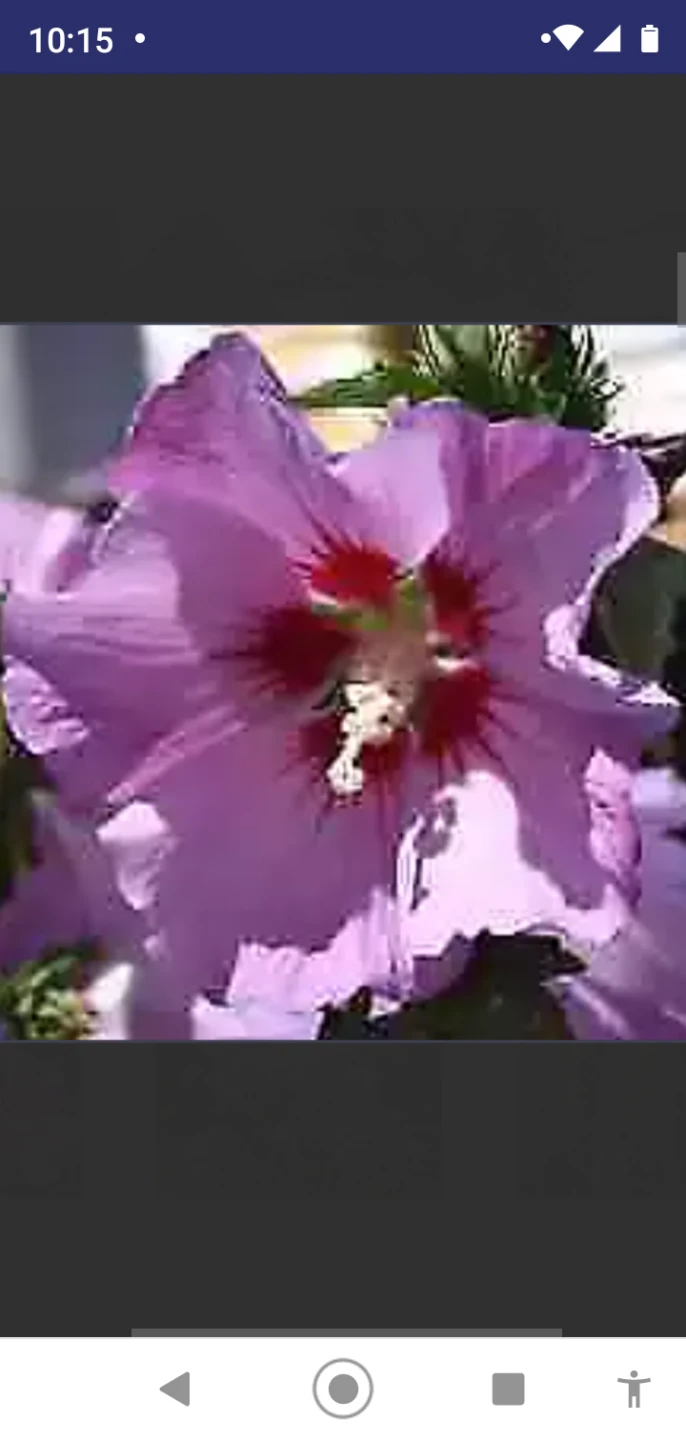 BOGO Rose of Sharon Hibiscus - photo 3