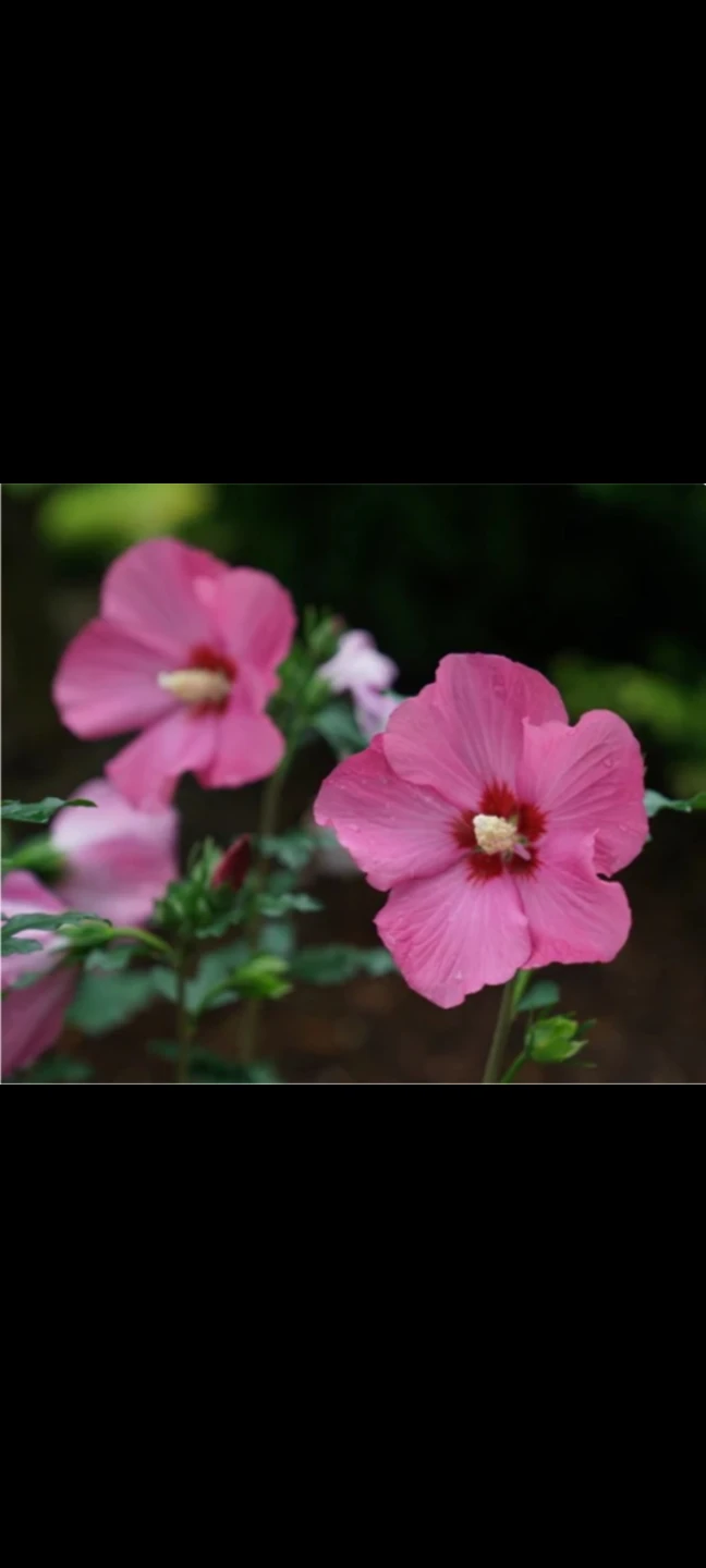 BOGO Rose of Sharon Hibiscus - photo 4