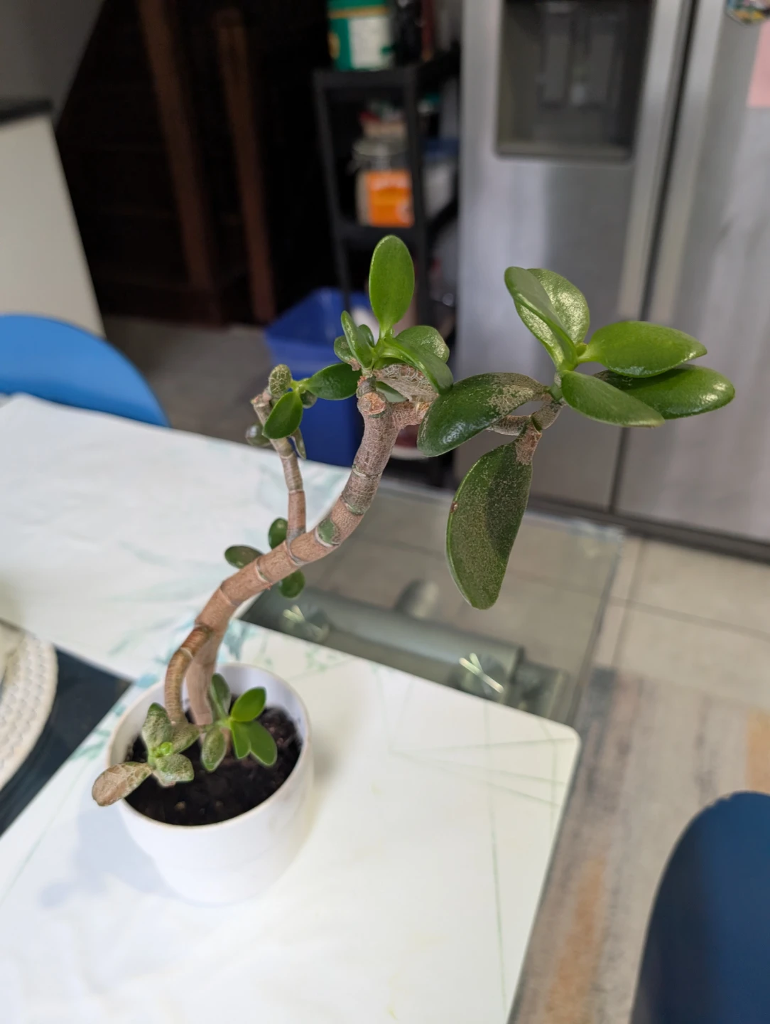 Jade tree (money tree)- Moving sale