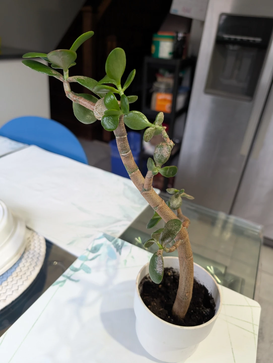 Jade tree (money tree)- Moving sale - photo 2